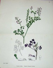 Original Old Antique Print 1902 Bastards Rampant Fumitory Plant Colour