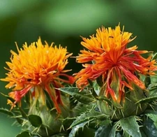 Safflower Seeds - Carthamus tinctorius - TCM Annual Flower Herb Planting Seeds
