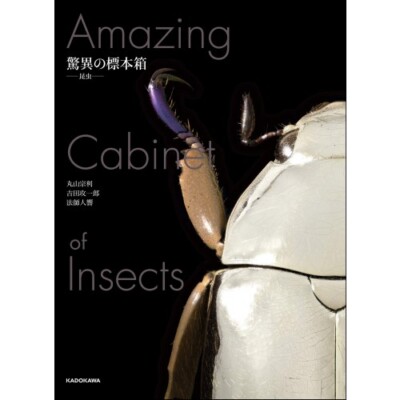 Amazing Cabinet of Insects Marvelous Specimen Box Visual Book Japan