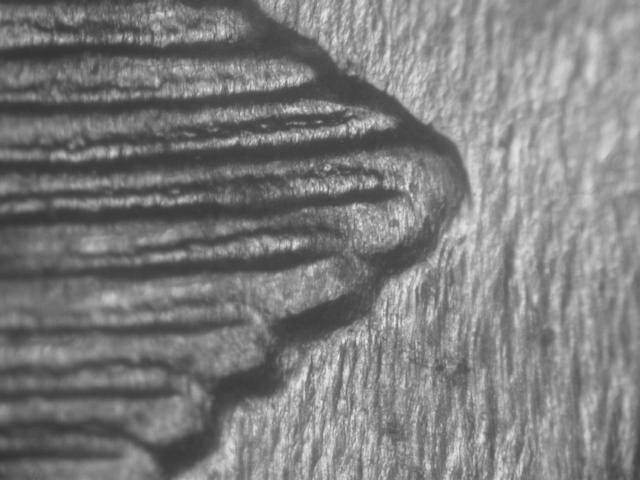 1943 P DDR-004 Strong Doubled Die Reverse BU Uncirculated Lincoln Cent  RARE!#2