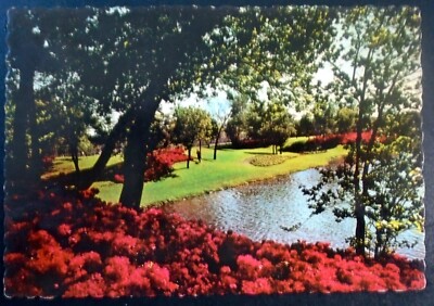 Azaleas in Lake Cliff Park on E. Colorado Blvd., Dallas, Texas