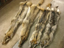 Tanned Eastern Coyote Hide Fur Trapping # 4 Grade Lowest Grade Id Green Tag