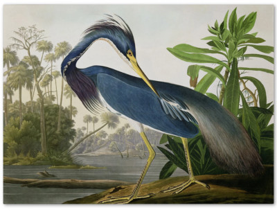 Trademark Fine Art ''Louisiana Heron'' Large Canvas Art by John James Audubon 47''