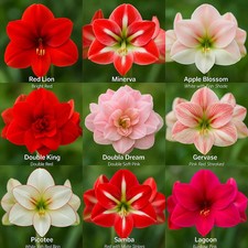 Image of Amaryllis Bulbs 9 Variety Mix – Big Blooms, Imported Quality, Easy Growing