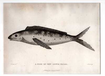 P Mazell after D Butler A FISH OF NEW SOUTH WALES - ENGRAVED PRINT FROM THE VOYA