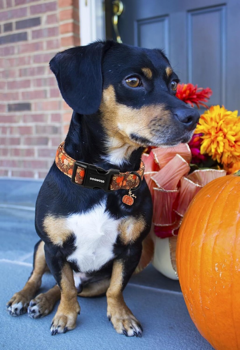Fall Halloween Pumpkin Dog Collar Design Adjustable Sunflower