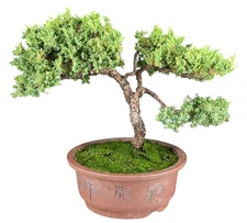 Juniper Bonsai Tree 14" H Outdoor Evergreen Finished Juniper Procumbens Nana