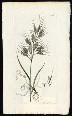 Antiker Botanik Druck - AUFRECHTES JÄHRLICHES BROMGRAS - BROMUS DIANDRUS - Sowerby - 1869