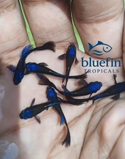 Premium Live Blue Tazan Guppy Fish 1 Pair 1M/1F High Grade USA Seller