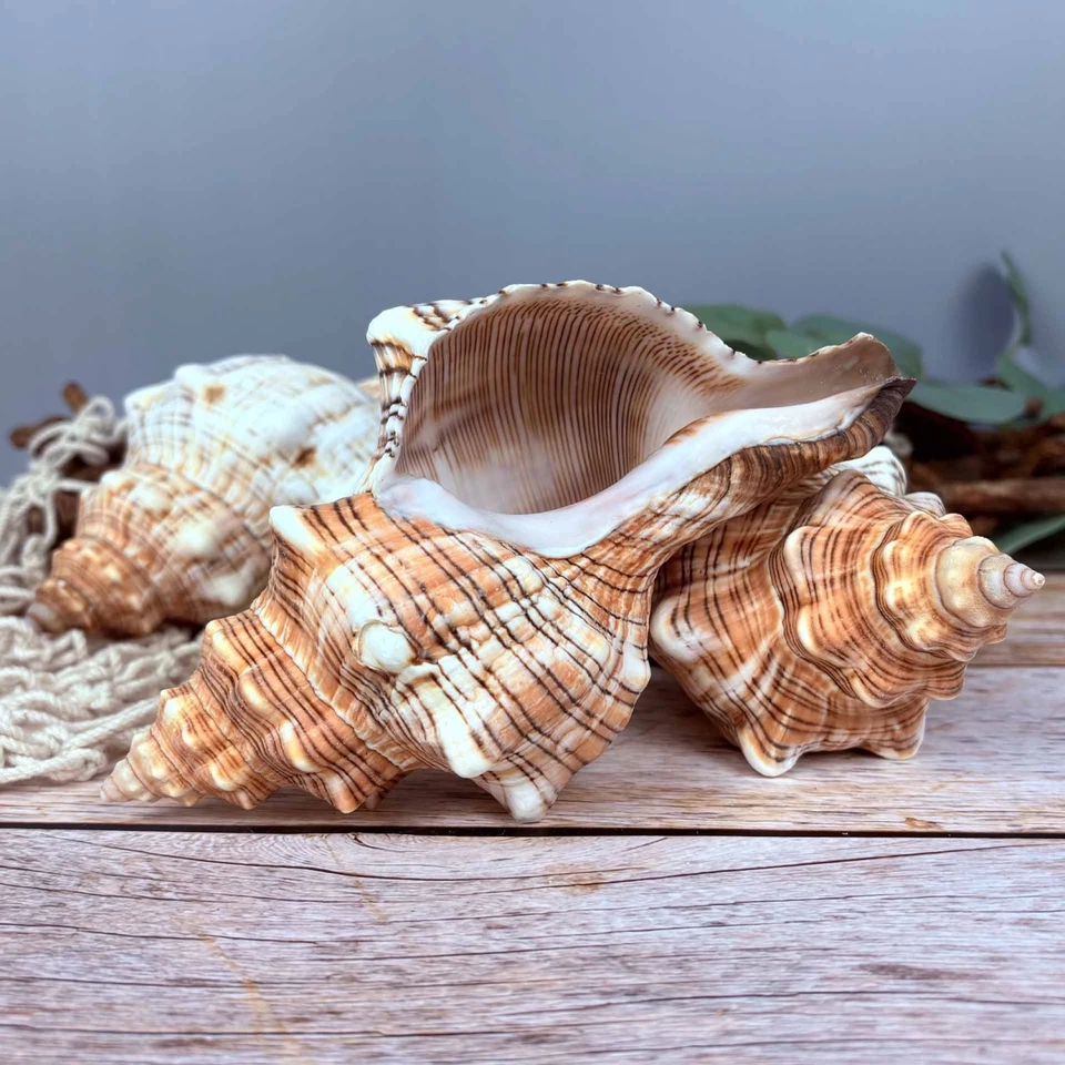 Fasciolaria Trapezium groß 15-17cm echte Deko Muschel Klasse-A Meeresschnecke - Bild 2 von 3