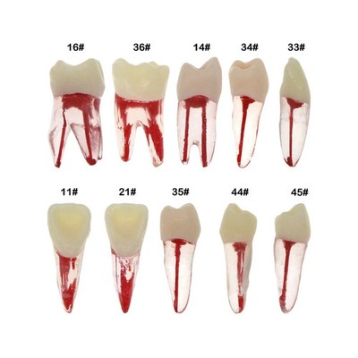 10 Pcs Dental Root Canal Practice Models RCT Endo Teeth,M8007 (11#-45#)