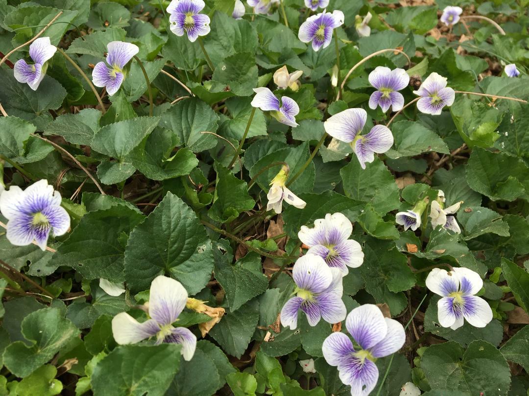WILD Conderate White With Blue Center VIOLET Flowers Over 25 +