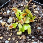 Venus Flytrap SD KRONOS Supergiant Cultivar (Read Description) — photo 9