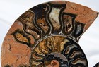 Large Black Ammonite PAIR Deep Crystals 110myo FOSSIL Dino age 111mm 4.4"9516bxx — photo 2