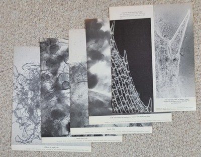 5 1966 Microscope Photos 8x10 Educational Services Inc Tomato, Squash, Apple