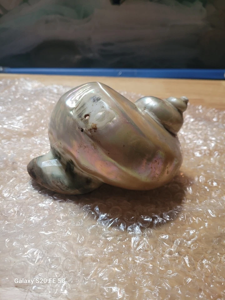 Grande De Colección Raro Perla Turbo Iridiscente Concha Marina Marmoratus 6” Madreperla Foto 4 de 4