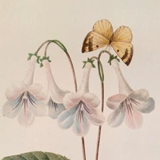 P. J. Redoute Flowers Gloxines Botanical Art Print Book Plate 137