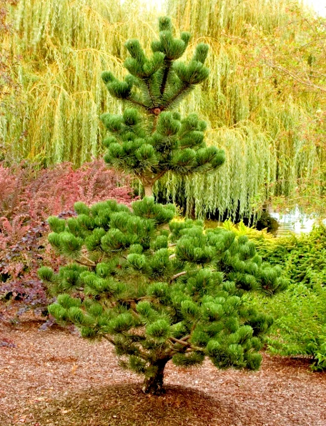 Set 2 Austrian Pine Christmas Live Trees - 4-6" tall - 4" Pot - Evergreen Pine - Image 2 of 4
