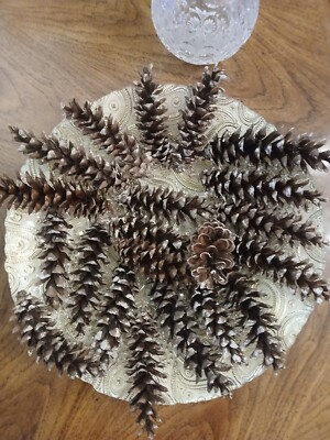 20 Midwestern Pine Cones