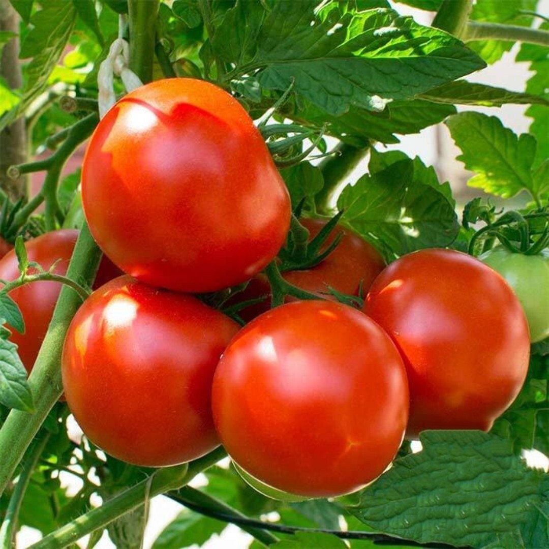 Oregon spring Tomato Seeds | 50+ Seeds | Non GMO | eBay