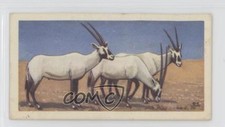1963 Brooke Bond Wildlife in Danger Tea Arabian Oryx #21 4az