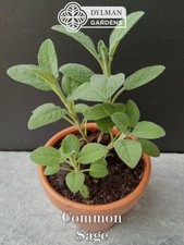 Common Sage Plant (Salvia officinalis) Culinary Herb, Broadleaf - Multiple