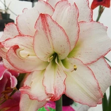 Amaryllis - Hippeastrum- Aphrodite Mature Bulb 13 inches Circumference