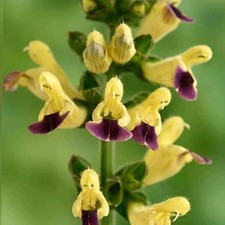 SALVIA FLAVA var. MEGALANTHA-15 seeds/HP