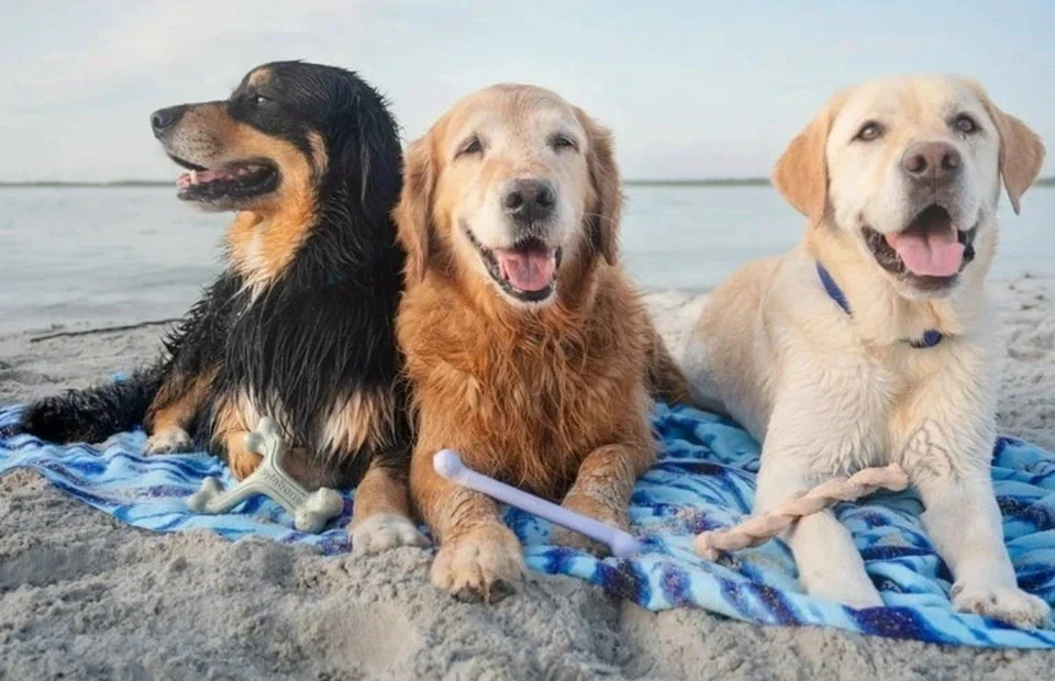 Nylabone Power Dog Ocean Masticar Juguetes Super Duraderos Hueso Arqueado Bully Trenza Paquete de 3 Foto 3 de 4