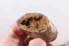 Fossil Pierre Shale Sutured Baculite Ammonite 3.8 oz rough lot Q — photo 2