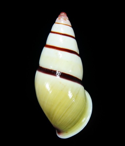 LAND SNAIL, SHELL - Amphidromus sp. - BIG 42MM. | eBay