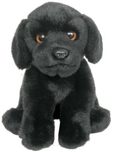 black labrador teddy