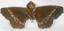 Rare Porte-aiguilles W. Avery & Son Redditch - Noix En Laiton Sur Feuille - Victorien