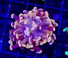 Indo Orange Hammer * Euphyllia * Live Coral Frag * AJs Aquariums