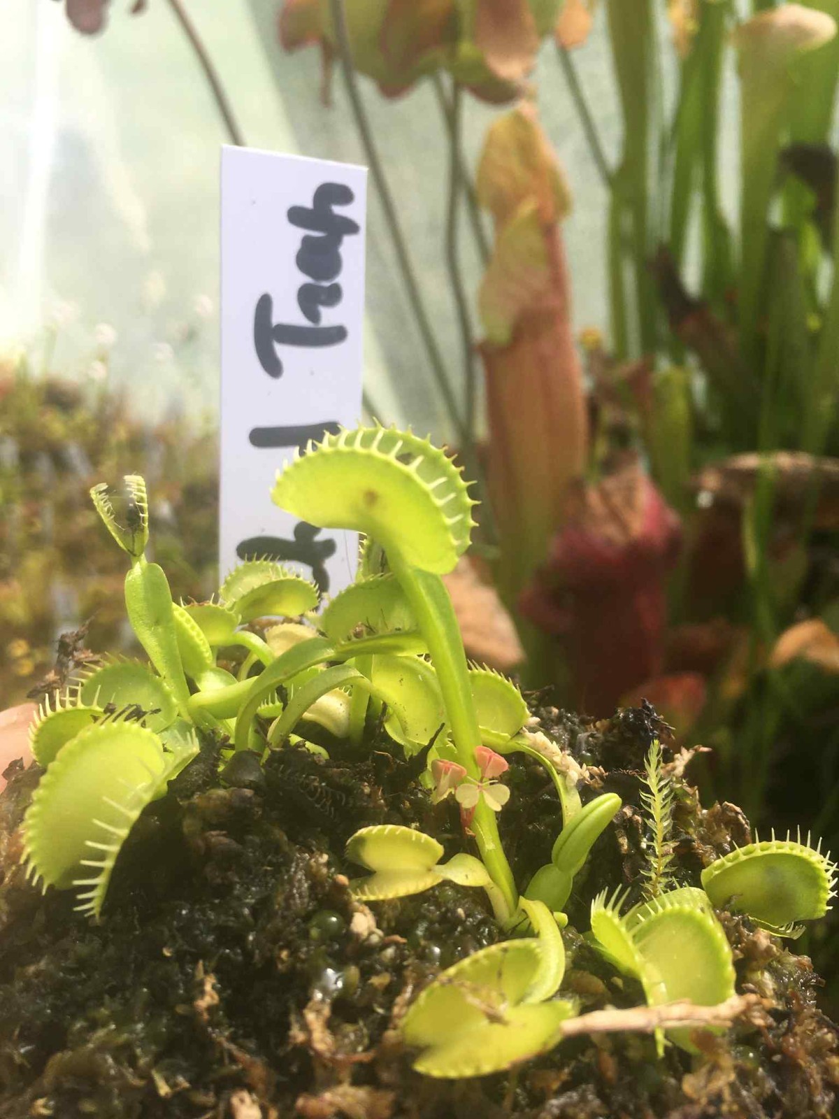 Dionaea muscipula plante carnivore lot de 10 pour terrarium et jardin