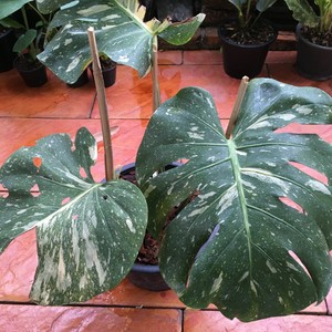 Variegated Monstera Thai Constellation Ebay
