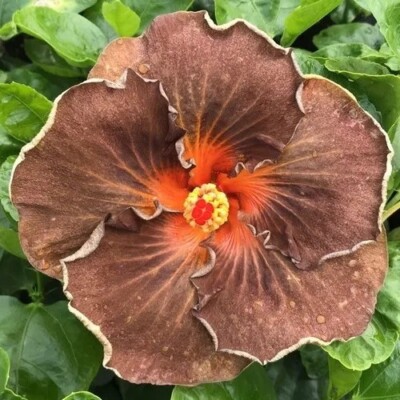 Unique/rare Black Jack cajun hibiscus - 3 cuttings, no roots / imported/