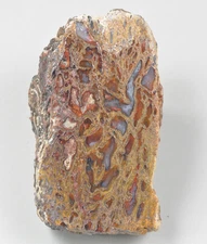 Agatized Dinosaur Bone, Utah, Polished