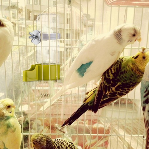 Food & Water Dispenser Bottle 140ML Bird Budgie Parrot Finch Cage Feeder Bottle - Picture 5 of 10