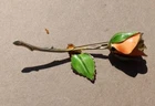 Vintage 1960's Orange Rose Rose Flower Metal Costume Brooch Pin Jewelry