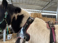 HORSE CUSTOM MADE DRIVING HARNESS COMPLETE WITH BRIDLE 