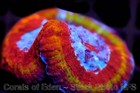 CORALS OF EDEN ~ NON WYSIWYG Live Coral ~ Ring of Fire Rainbow Lobo Coral Frag — photo 2