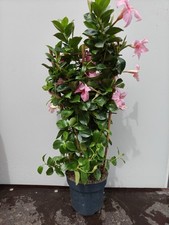 2L Mandevilla Pink Tropical Plant Indoor or Summer Outdoor