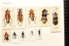 2608009. Mixed Cerambycidae from Malaysia. Parandrocephalus Pseudoeuchitonia