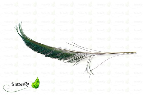 10 Pfauenfedern Natur Schwert 25-30cm Pfau Schwanzfedern Dekofedern Bastelfedern - Bild 3 von 3