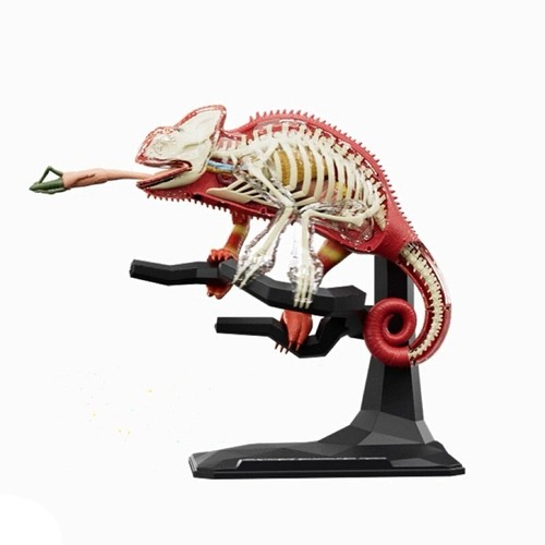 43 parts 4D Puzzle toys chameleon anatomy modell teaching model assembled toy - Picture 5 of 7