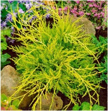 2 Litre | Dwarf Conifer Juniperus x Media 'Old Gold'