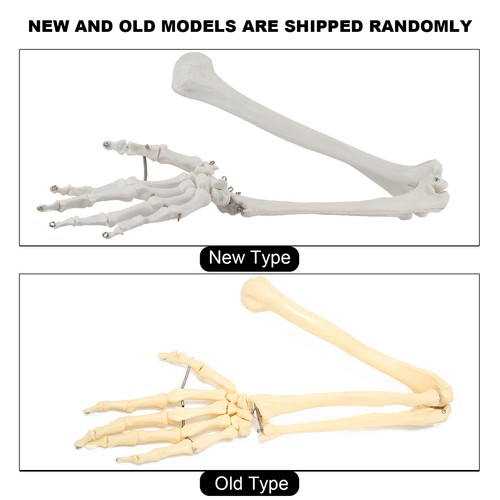 Professional Human Hand Arm Bone Model Upper Limb Bone Model For Teaching De HR6 - Picture 16 of 24