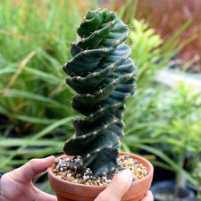 12-15CM Succulent Cactus Plant Spiral Cereus ...