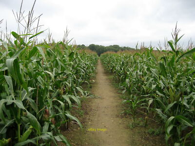 Foto 12x8 Maisfeld von Court Farm Chaldon Ein Abschnitt wurde aufbewahrt cl c2010